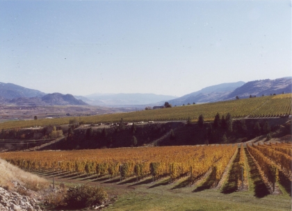 Vineyards near Oliver, Okanagan